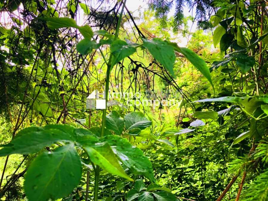 Immobilie: Baugrundstück in 2440 Mitterndorf an der Fischa